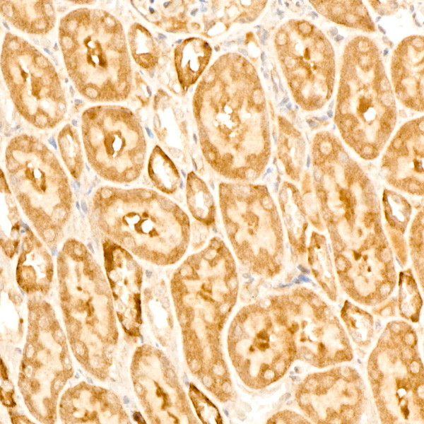 GABARAPL1 Antibody in Immunohistochemistry (Paraffin) (IHC (P))