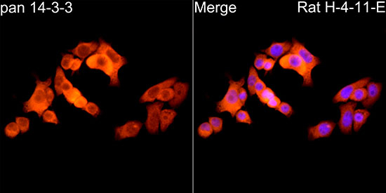 14-3-3 Pan Antibody in Immunocytochemistry (ICC/IF)
