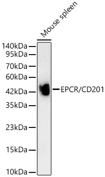 EPCR Antibody in Western Blot (WB)