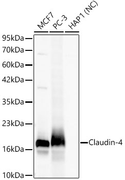 Claudin 4 Antibody in Western Blot (WB)