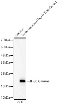 IL1F9 Antibody in Western Blot (WB)