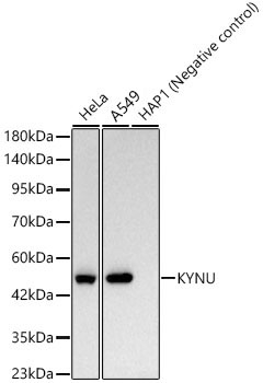 KYNU Antibody in Western Blot (WB)