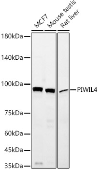 PIWIL4 Antibody in Western Blot (WB)