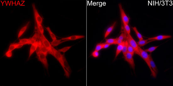 14-3-3 zeta Antibody in Immunocytochemistry (ICC/IF)