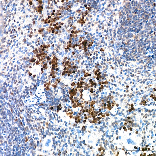 DCK Antibody in Immunohistochemistry (Paraffin) (IHC (P))