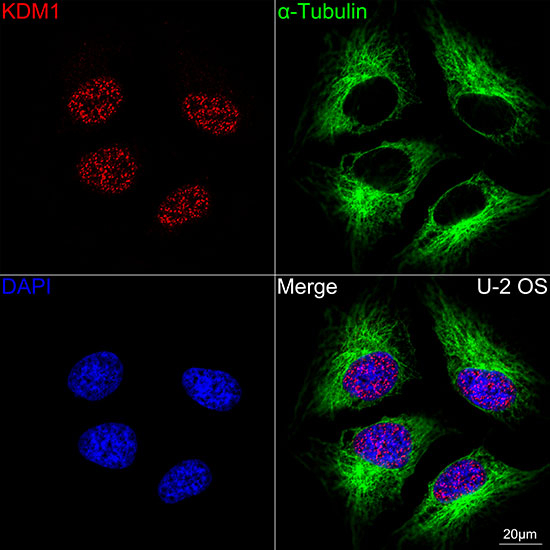 LSD1 Antibody in Immunocytochemistry (ICC/IF)