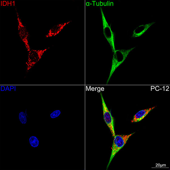IDH1 Antibody in Immunocytochemistry (ICC/IF)