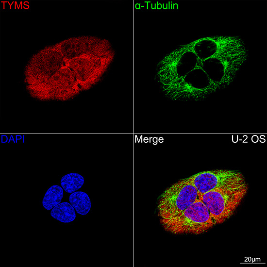 Thymidylate Synthase Antibody in Immunocytochemistry (ICC/IF)