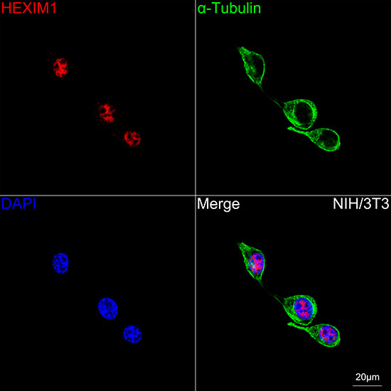 HEXIM1 Antibody in Immunocytochemistry (ICC/IF)