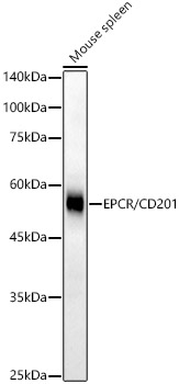 EPCR Antibody in Western Blot (WB)