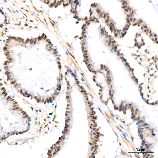 FosB Antibody in Immunohistochemistry (Paraffin) (IHC (P))