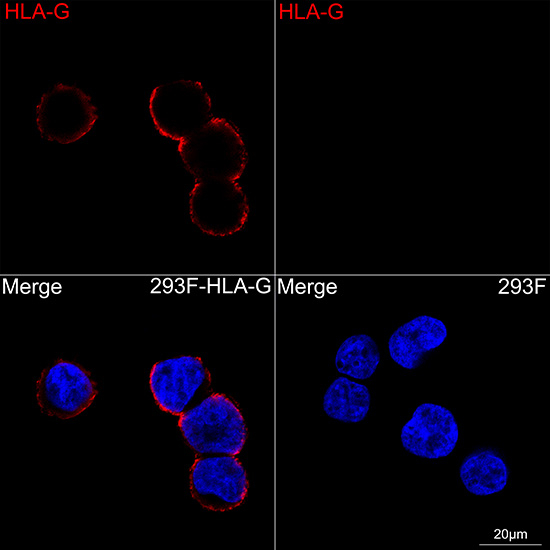 HLA-G Antibody in Immunocytochemistry (ICC/IF)