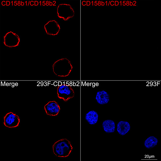 KIR2DL2/KIR2DL3 Antibody in Immunocytochemistry (ICC/IF)