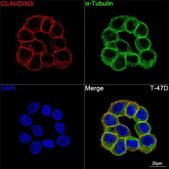 Claudin 3 Antibody in Immunocytochemistry (ICC/IF)