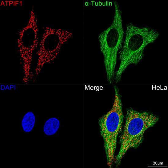 ATPIF1 Antibody in Immunocytochemistry (ICC/IF)