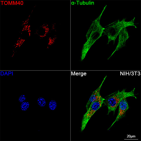 TOMM40 Antibody in Immunocytochemistry (ICC/IF)