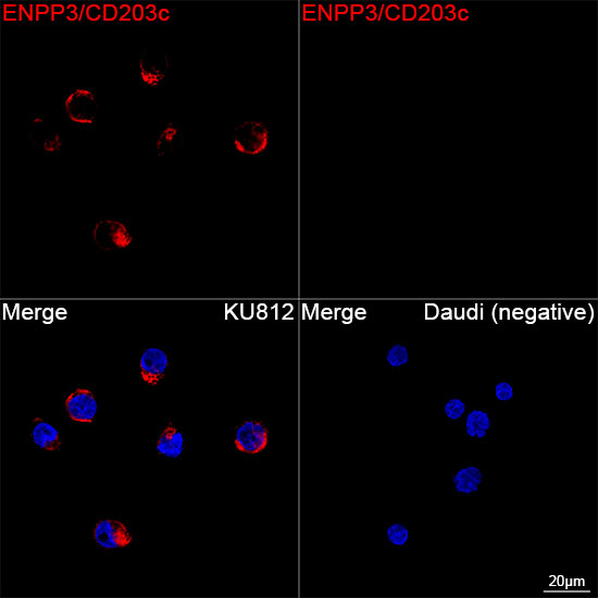 CD203c Antibody in Immunocytochemistry (ICC/IF)