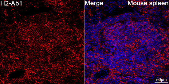 I-Ab Antibody in Immunohistochemistry (Paraffin) (IHC (P))