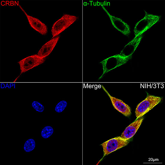 CRBN Antibody in Immunocytochemistry (ICC/IF)