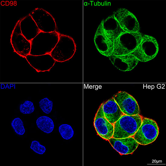 CD98 Antibody in Immunocytochemistry (ICC/IF)