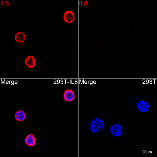 IL-8 Antibody in Immunocytochemistry (ICC/IF)