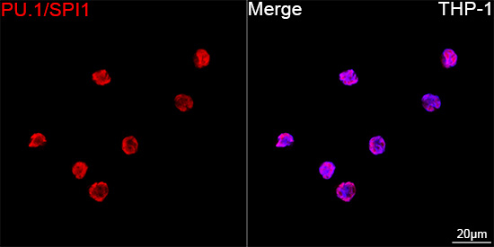 PU.1 Antibody in Immunocytochemistry (ICC/IF)