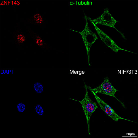 ZNF143 Antibody in Immunocytochemistry (ICC/IF)
