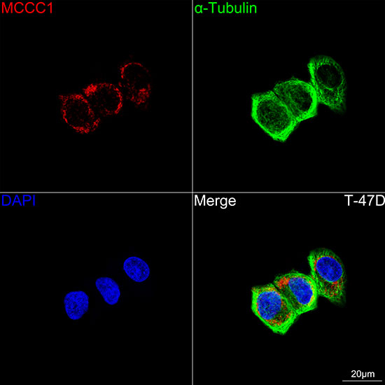 MCCC1 Antibody in Immunocytochemistry (ICC/IF)