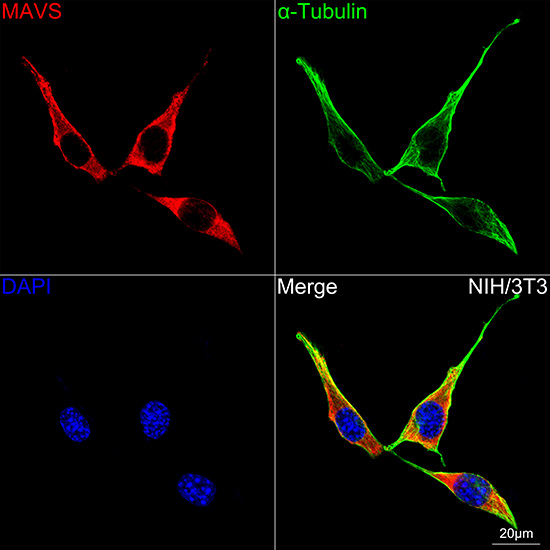 MAVS Antibody in Immunocytochemistry (ICC/IF)