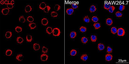 GCLC Antibody in Immunocytochemistry (ICC/IF)