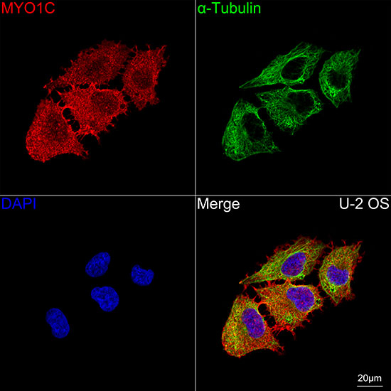 MYO1C Antibody in Immunocytochemistry (ICC/IF)