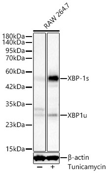 XBP1 Antibody in Western Blot (WB)