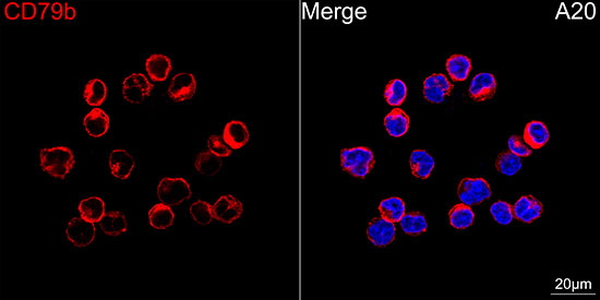 CD79b Antibody in Immunocytochemistry (ICC/IF)