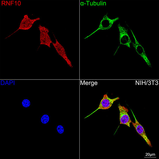 RNF10 Antibody in Immunocytochemistry (ICC/IF)