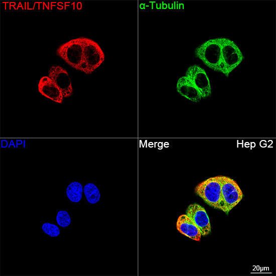 TRAIL Antibody in Immunocytochemistry (ICC/IF)