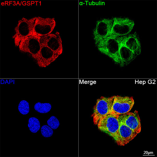 GSPT1 Antibody in Immunocytochemistry (ICC/IF)