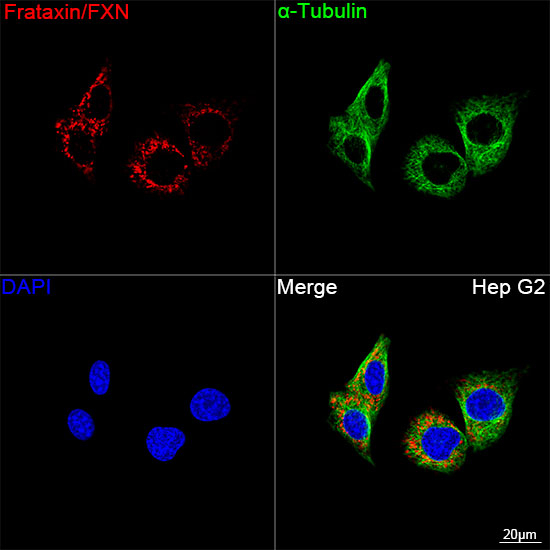 FXN Antibody in Immunocytochemistry (ICC/IF)
