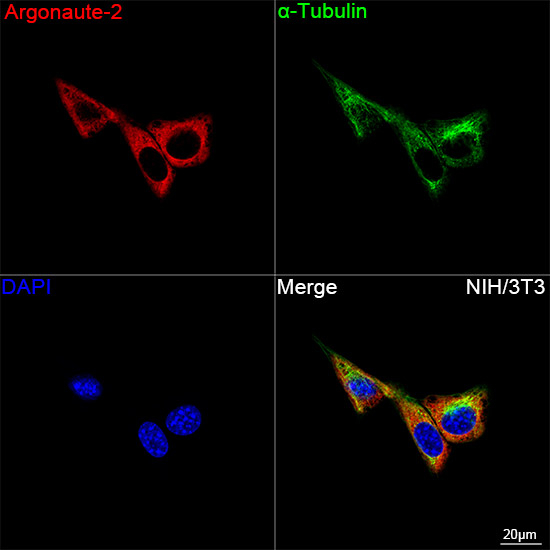 AGO2 Antibody in Immunocytochemistry (ICC/IF)