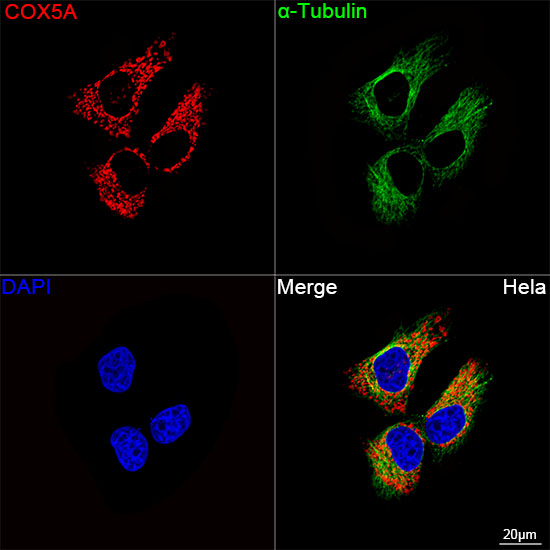 COX5A Antibody in Immunocytochemistry (ICC/IF)