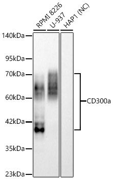 CD300a Antibody in Western Blot (WB)