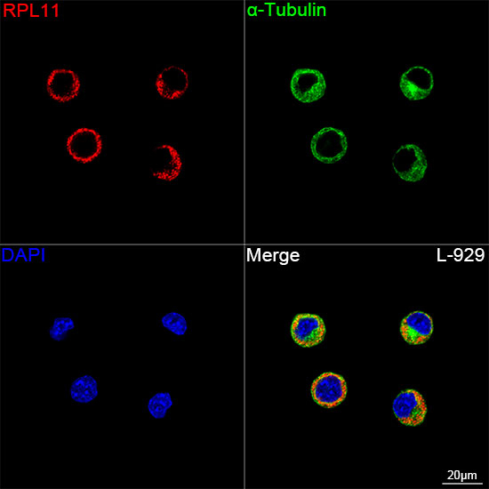 RPL11 Antibody in Immunocytochemistry (ICC/IF)