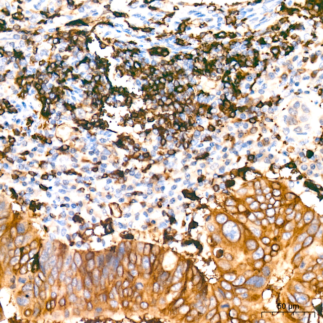 HLA-DPB1 Antibody in Immunohistochemistry (Paraffin) (IHC (P))