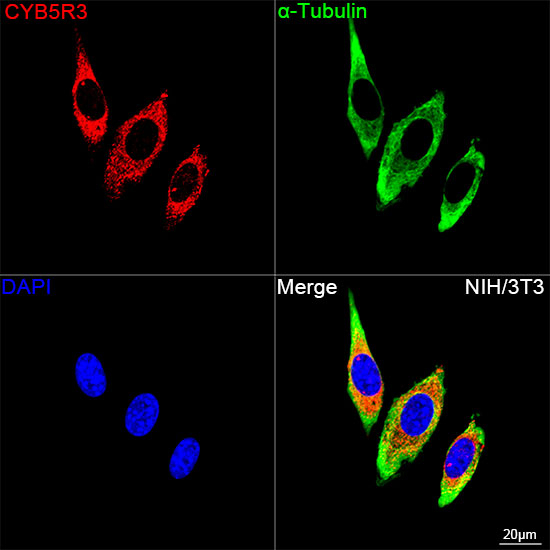 CYB5R3 Antibody in Immunocytochemistry (ICC/IF)