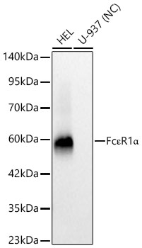 FceR1 alpha Antibody in Western Blot (WB)