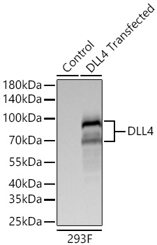 DLL4 Antibody in Western Blot (WB)