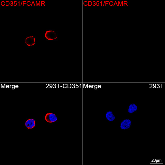 FCAMR Antibody in Immunocytochemistry (ICC/IF)
