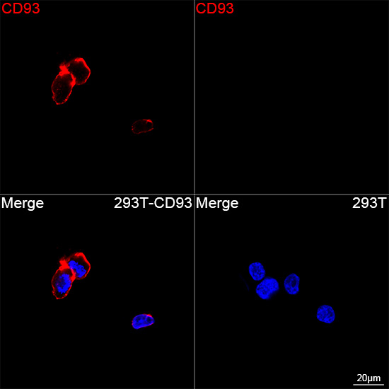 CD93 Antibody in Immunocytochemistry (ICC/IF)