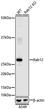 RAB12 Antibody in Western Blot (WB)