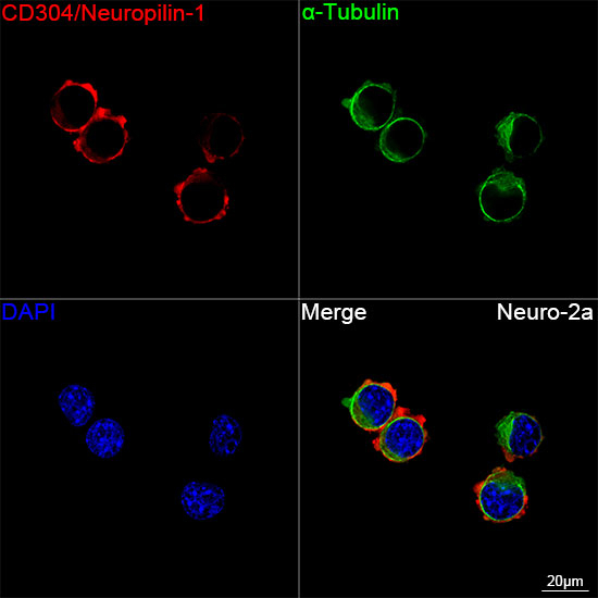 Neuropilin 1 Antibody in Immunocytochemistry (ICC/IF)