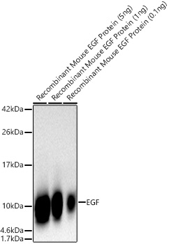 EGF Antibody in Western Blot (WB)